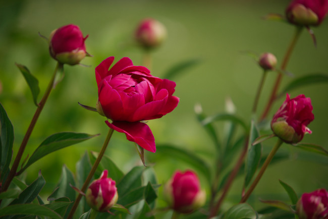Обои картинки фото цветы, пионы, куст, цветение, лепестки, листья