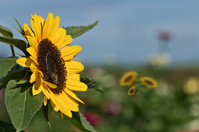 Обои картинки фото цветы, подсолнухи, подсолнух, цветение, листья