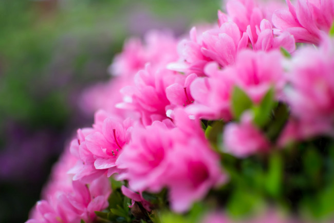 Обои картинки фото цветы, рододендроны , азалии, листья, азалия, ветка