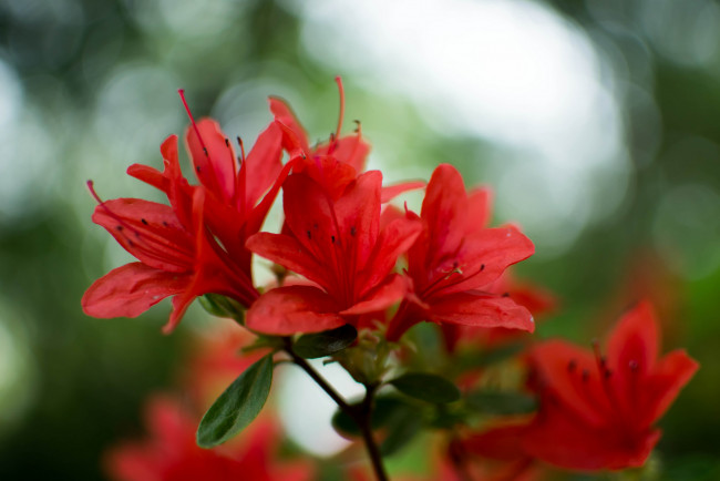 Обои картинки фото цветы, рододендроны , азалии, листья, ветка, азалия