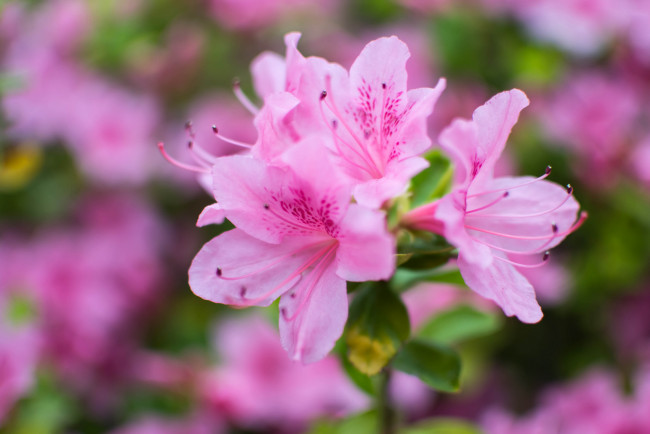 Обои картинки фото цветы, рододендроны , азалии, ветка, листья, азалия