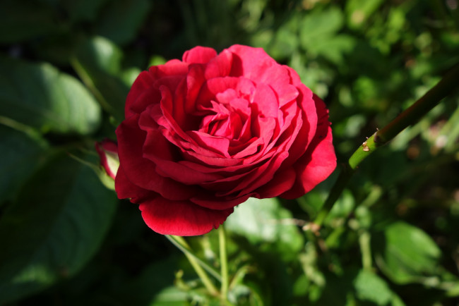 Обои картинки фото цветы, розы, bloom, bud, rose, цветение, бутон, роза