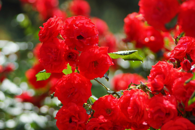 Обои картинки фото цветы, розы, цветение, бутон, bloom, bud, роза, rose