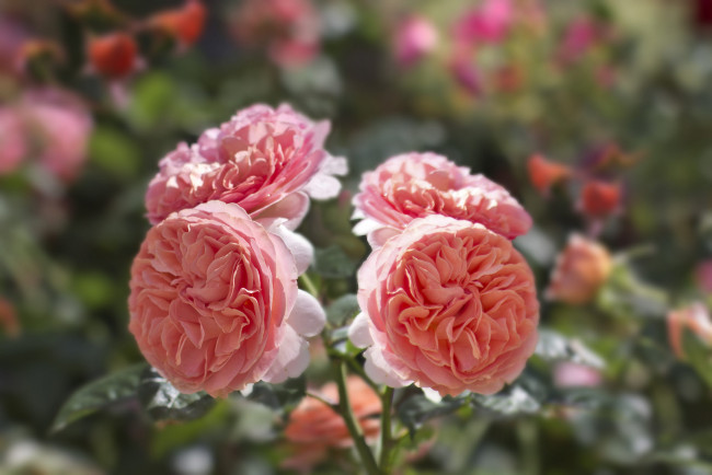 Обои картинки фото цветы, розы, petals, bud, rose, blossoms, leaves, цветение, листья, лепестки, бутон, роза