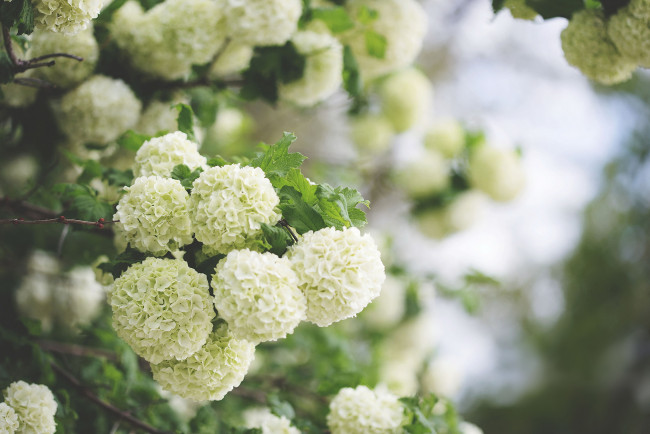 Обои картинки фото цветы, таволга , спирея,  лабазник, таволга, белая, лепестки, листья, цветение