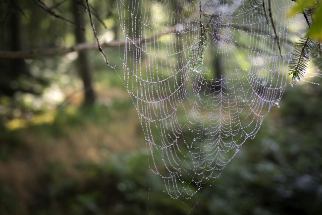 Обои картинки фото природа, макро, фон, роса, капли, паутина