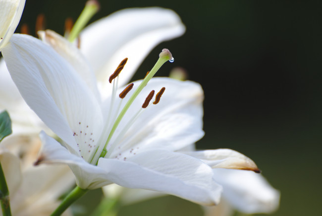 Обои картинки фото цветы, лилии,  лилейники, цветение, бутоны, лилия