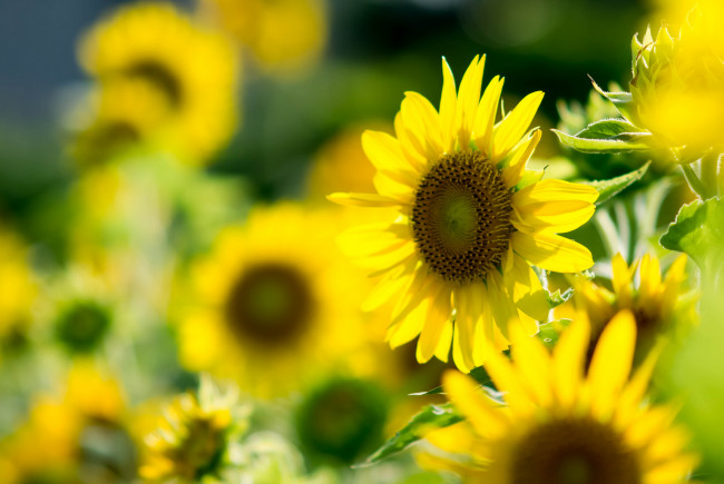 Обои картинки фото цветы, подсолнухи, листья, лето, лепестки, подсолнух, цветок, цветение