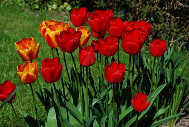 Обои картинки фото цветы, тюльпаны, листья, бутоны, цветение, яркость, лепестки