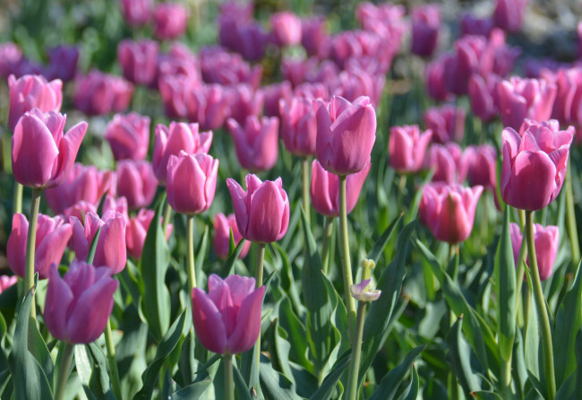 Обои картинки фото цветы, тюльпаны, бутоны, цветение, яркость, лепестки, листья