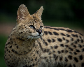 обоя serval, животные, сервалы, сервал