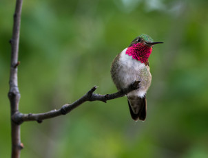 Картинка животные колибри фон ветка