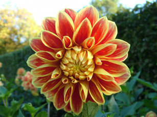 Картинка цветы георгины лепестки