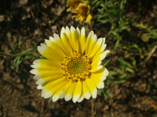 Картинка цветы лепестки