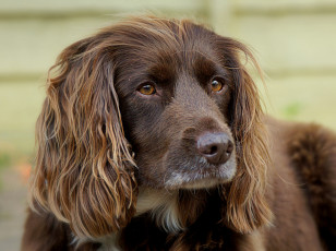 Картинка животные собаки пес