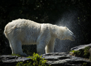 Картинка животные медведи медведь белый