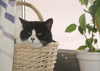 Картинка животные коты усы корзина ушки взгляд киса коте