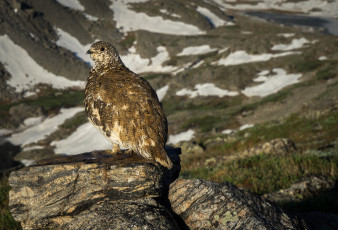 Картинка животные птицы перепёлка