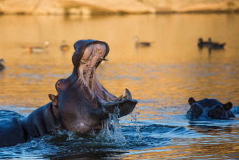 Картинка животные богомолы гиппопотам