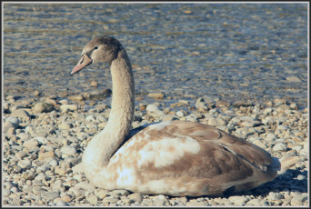 Картинка животные лебеди галька камни берег вода озеро лебедь