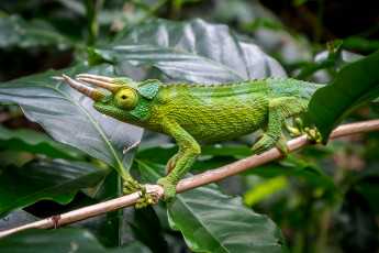 Картинка животные хамелеоны хамелеон