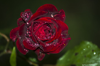 Картинка цветы розы роза капли
