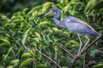 Картинка животные цапли +выпи серая цапля