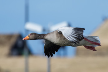 Картинка животные гуси гусь