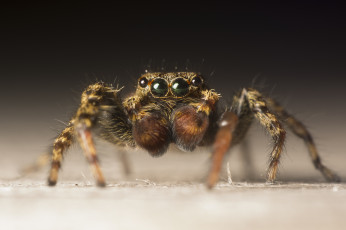Картинка животные пауки паучок
