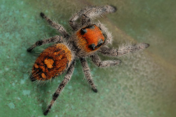Картинка животные пауки паучок