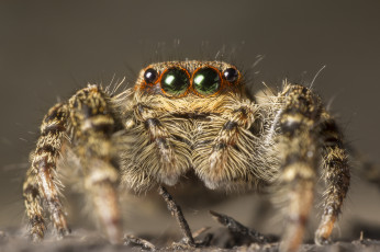 Картинка животные пауки паучок