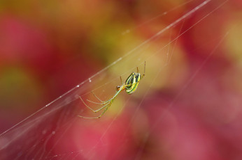 Картинка животные пауки паук фон макро красный