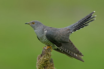 Картинка животные птицы кукушка