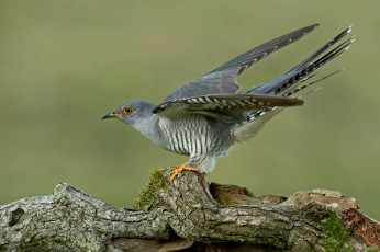 Картинка животные птицы кукушка