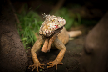 Картинка животные Ящерицы +игуаны +вараны игуана