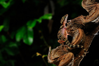 Картинка животные Ящерицы +игуаны +вараны ящерица ветка