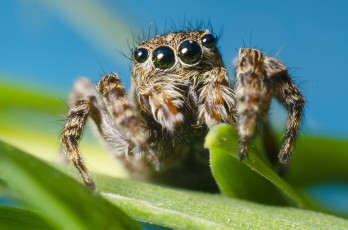 Картинка животные пауки паучок
