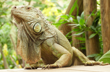 Картинка животные Ящерицы +игуаны +вараны игуана