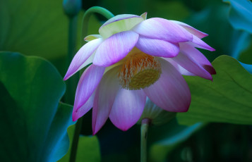 Картинка цветы лотосы розовый лотос лепестки