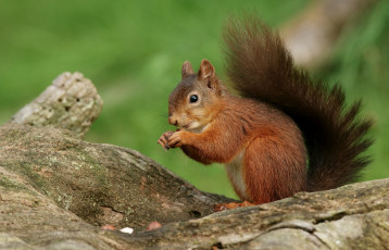 Картинка животные белки белка зверек хвост рыжик