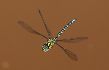 Картинка животные стрекозы фон стрекоза