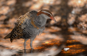 Картинка животные птицы вода птица
