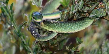 Картинка животные змеи +питоны +кобры зеленая змея