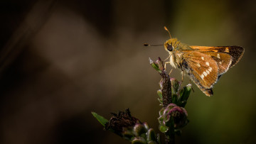 Картинка животные бабочки +мотыльки +моли бабочка