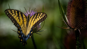 Картинка животные бабочки +мотыльки +моли бабочка
