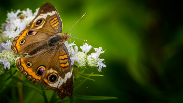 Картинка животные бабочки +мотыльки +моли бабочка