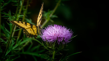 Картинка животные бабочки +мотыльки +моли бабочка