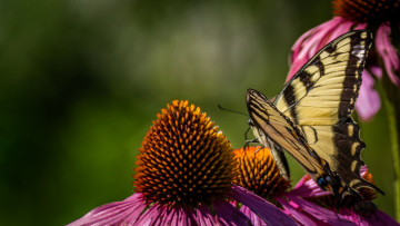 Картинка животные бабочки +мотыльки +моли бабочка