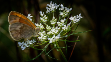 Картинка животные бабочки +мотыльки +моли бабочка