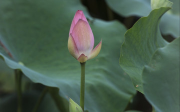 Картинка цветы лотосы цветок